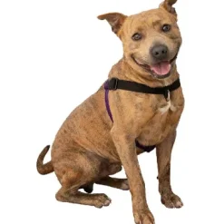 Comfort Stability Training Harness Purple